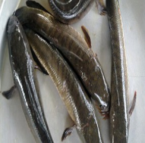 Cá lóc - Thực Phẩm Tươi Sống - Công Ty Cổ Phần Nông Sản Thực Phẩm Thành Nam